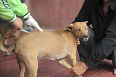 200 Vaksin Rabies Siap Disebar Dispangtan Cimahi 200 Vaksin Rabies Siap Disebar Dispangtan Cimahi