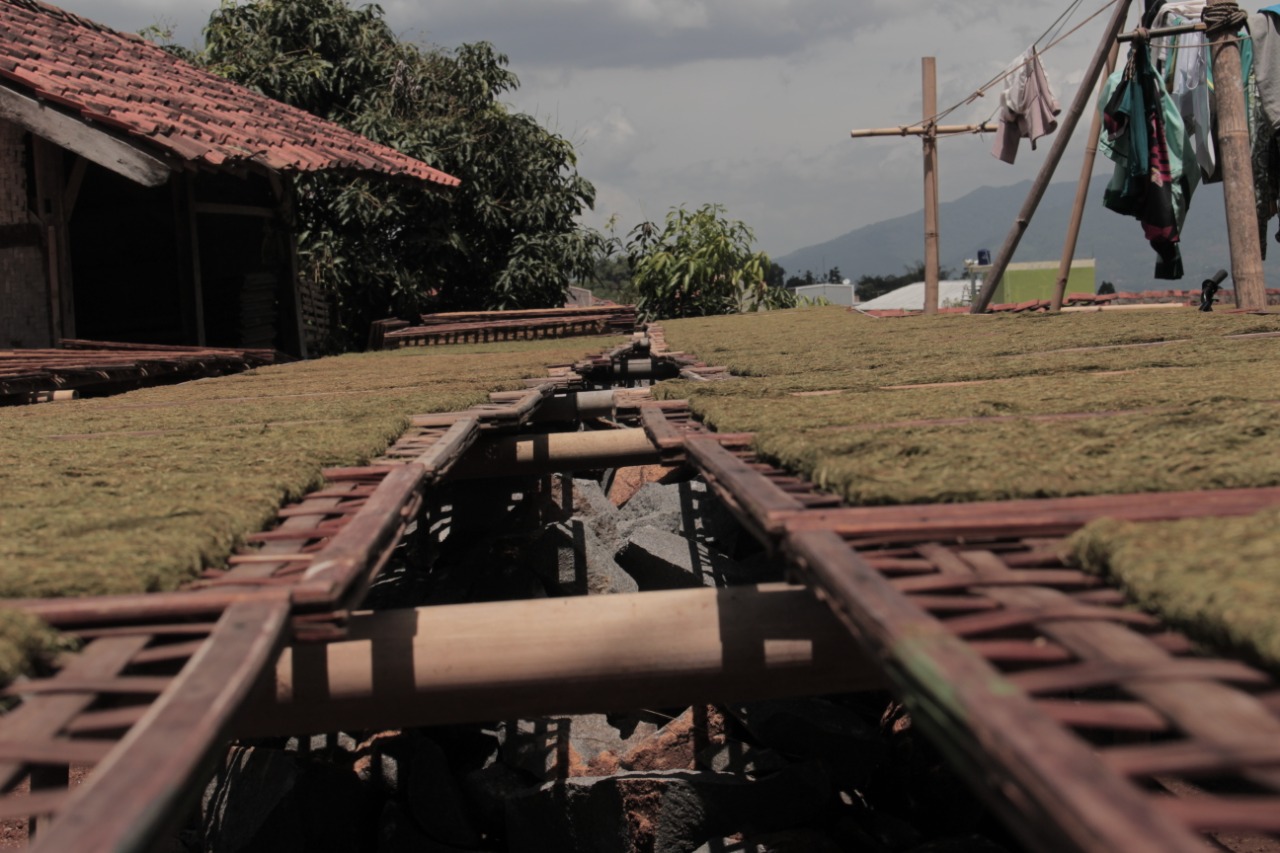 Petani Tembakau Mengeluh Curah Hujan Tinggi, Harga Anjlok