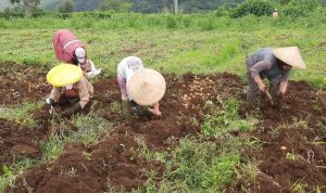 Petani Kentang Keluhkan Mahalnya Harga Pupuk