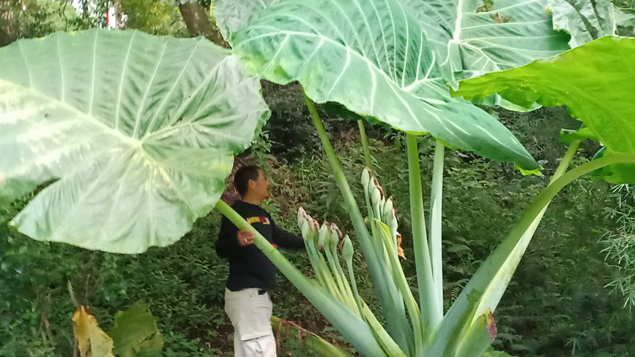Hobi Berkebun, Seorang Warga Lembang Sampai Miliki Tanaman Raksasa