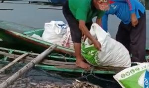 Puluhan Ton Ikan di Waduk Saguling Mati Mendadak, Ini Penyebabnya
