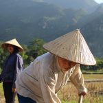 Harga Pupuk Makin Tinggi, Petani Terbebani