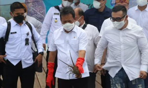 Menteri Kelautan Akan Berusaha Kembangkan Budidaya Lobster Domestik Menteri Kelautan Akan Berusaha Kembangkan Budidaya Lobster Domestik