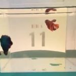 Dedi Kusnandar Koleksi Puluhan Ikan Cupang