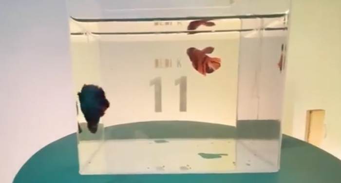 Dedi Kusnandar Koleksi Puluhan Ikan Cupang