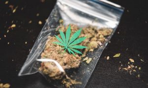 Berpesta Ganja di Halaman Sekolah, 8 Pemuda Diringkus Polisi