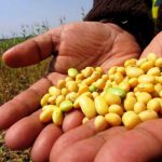 Penyebab Harga Kacang Kedelai Naik Terungkap