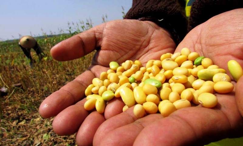 Petani Tidak Bisa Dipaksa untuk Tanam Kedelai Penyebab Harga Kacang Kedelai Naik Terungkap