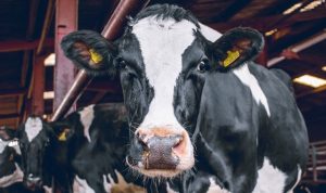 Kementan Pastikan Pasokan Daging Sapi Masih Aman