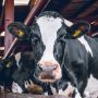 Kementan Pastikan Pasokan Daging Sapi Masih Aman