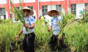 Lapas Sukamiskin Gelar Pelaksanaan Kegiatan Panen Raya Lapas Sukamiskin Gelar Pelaksanaan Kegiatan Panen Raya