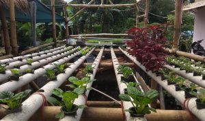 Hasil Buruan SAE di Kampoeng Tjibarani di Inovasikan Menjadi Piring Bicara