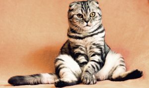 Di Hari Valentine, Whiskas Kampanyekan Adopsi Kucing