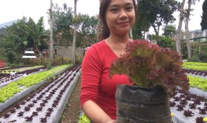 Meski Pandemi, Omzet Sektor Pertanian Kabupaten Bandung Barat Naik Sampai 25 Persen