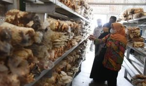 Dewan Dukung Program Petani Milenial