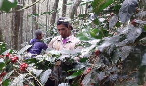 Terdampak Pandemi Covid-19, Petani Keluhkan Anjloknya Harga Ceri Kopi Terdampak Pandemi Covid-19, Petani Keluhkan Anjloknya Harga Ceri Kopi