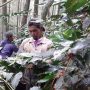 Terdampak Pandemi Covid-19, Petani Keluhkan Anjloknya Harga Ceri Kopi