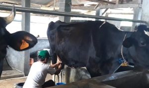 Perhimpunan Peternak Sapi dan Kerbau Indonesia (PPSKI) dibutuhkan regenerasi peternak muda untuk meningkatkan produktifitas.
