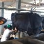Perhimpunan Peternak Sapi dan Kerbau Indonesia (PPSKI) dibutuhkan regenerasi peternak muda untuk meningkatkan produktifitas.