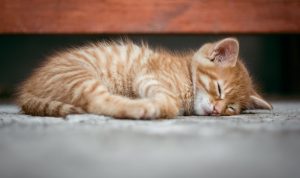Miris, Ternyata Pembunuh Kucing di Kalideres Berjualan Daging Anjing, Alasannya Ini Miris, Ternyata Pembunuh Kucing di Kalideres Berjualan Daging Anjing, Alasannya Ini