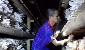 budidaya jamur tiram dan dinilai jamur tiram tergolong sangat bagus dan menggiurkan dalam potensi penjualan pasarnya.