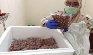 Keren! Jengkol Sumatera Barat Mulai Diminati di Jepang