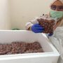Keren! Jengkol Sumatera Barat Mulai Diminati di Jepang