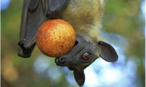 Jangan Makan Buah Bekas Gigitan Kelelawar! Inilah Dampaknya Jangan Makan Buah Bekas Gigitan Kelelawar! Inilah Dampaknya