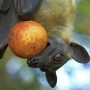 Jangan Makan Buah Bekas Gigitan Kelelawar! Inilah Dampaknya