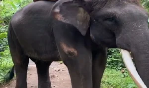 Foto Model Cantik Alesya Kafelnikova di Atas Gajah Tersebar Luas, Polisi Tindak Cepat