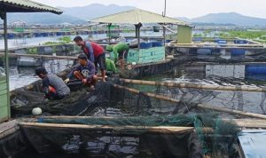 Puluhan Ton Ikan di Cirata Mati, Petani Merugi Jutaan Rupiah Puluhan Ton Ikan di Cirata Mati, Petani Merugi Jutaan Rupiah
