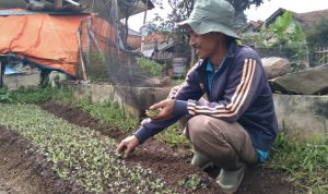 Petani Desa Genteng Kabupaten Sumedang Keluhkan Dampak Pandemi Covid-19 Bagi Hasil Panennya
