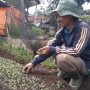 Petani Desa Genteng Kabupaten Sumedang Keluhkan Dampak Pandemi Covid-19 Bagi Hasil Panennya