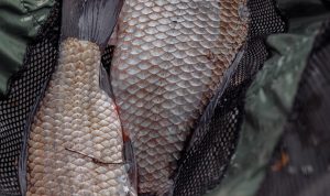 Luar Biasa, Inilah Makna Makan Ikan Saat Imlek
