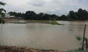 Banjir Bekasi, Sawah Terendam Belasan Ribu Hektar, Petani Rugi Besar