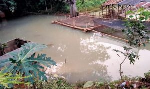 Nahas! Banjir Terjang Daerah Cipayung, Isi 5 Tambak Ikan Milik Ferdinan Amblas