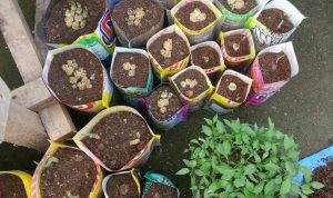 Sambut Program Urban Farming, Warga Simpang Sari Arcamanik Siapkan Sejumlah Rencana