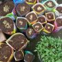 Sambut Program Urban Farming, Warga Simpang Sari Arcamanik Siapkan Sejumlah Rencana