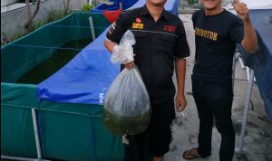 Melawan PHK dengan Berwirausaha Ternak Lele