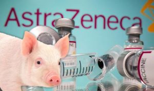 ASTRAZENECA mengandung Ezim Babi