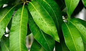 Minum Rebusan Daun Mangga untuk Pengobatan Manjur 4 Penyakit Ini