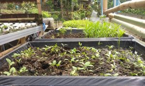 Program Buruan SAE Kampoeng Tjibarani, Inovasi Pemulihan Ekonomi di Kota Bandung