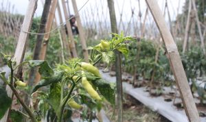 Cuaca Buruk Penyebab Cabai Rawit Jadi Mahal Cuaca Buruk Penyebab Cabai Rawit Jadi Mahal