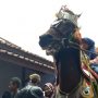 Kudaku Lama Tak Menari Akibat Pandemi