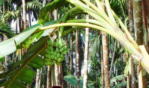 Jangan Salah, Begini Khasiat Penting Mengonsumsi Jus Batang Pisang Bagi Tubuh Jangan Salah, Begini Khasiat Penting Mengonsumsi Jus Batang Pisang Bagi Tubuh