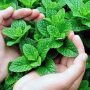 Manfaat Daun Mint untuk Kesehatan