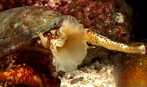 Siput Laut ternyata memiliki kemampuan regenerasi yang tidak lajim dengan cara memenggal kepalanya sendiri.