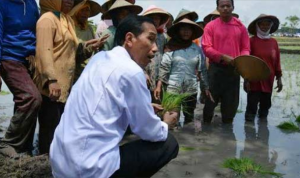 Rencana Impor 1 Juta Ton Beras, Rizal Ramli Sindir Jokowi yang Gemar Selfie dengan Petani Rencana Impor 1 Juta Ton Beras, Rizal Ramli Sindir Jokowi yang Gemar Selfie dengan Petani