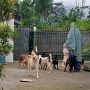 Islam Memperbolehkan Memelihara Anjing, Asalkan....