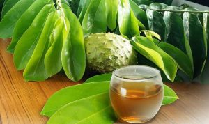 Cara Mudah Obati Asam Urat? Gunakan Rebusan Daun Sirsak Cara Mudah Obati Asam Urat? Gunakan Rebusan Daun Sirsak
